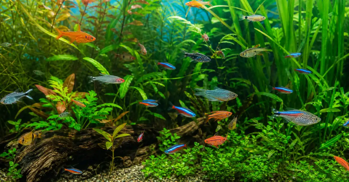 A variety of small tropical community fish swimming together in a warm, planted aquarium