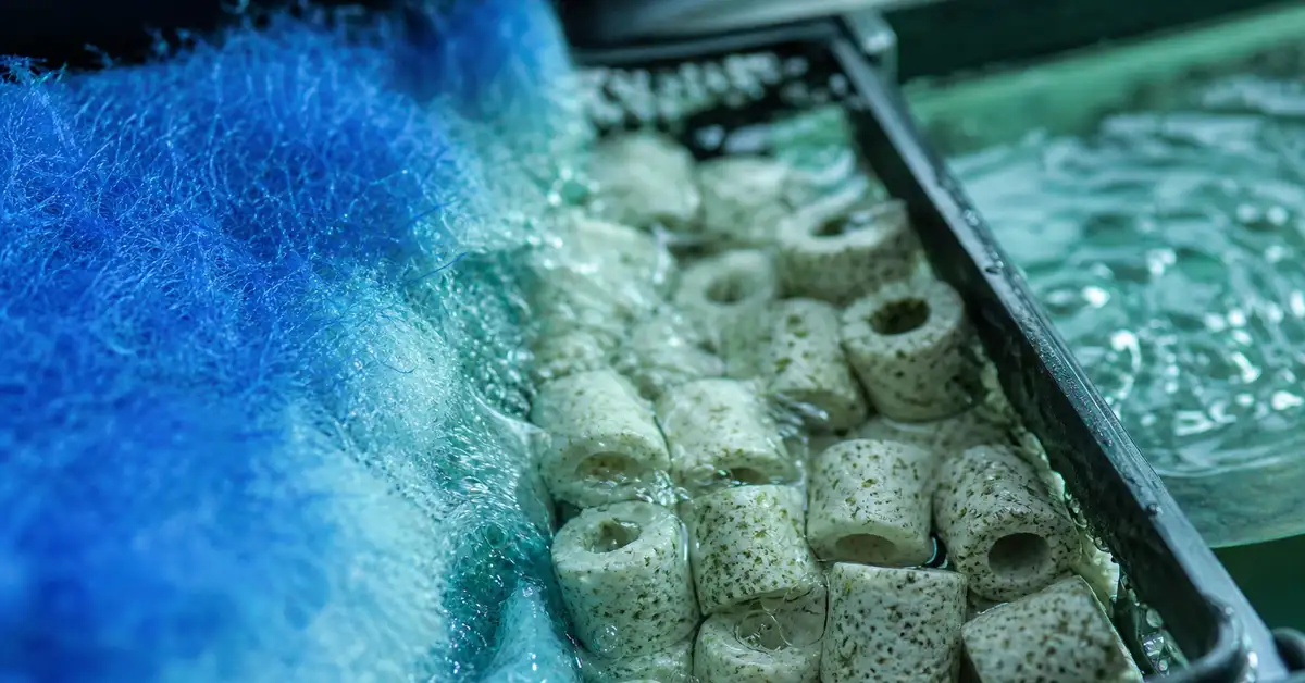 Blue polyester filter floss and ceramic bio-media rings in a filter media compartment with gentle water flow