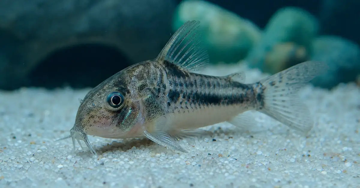 Fine light-colored aquarium sand substrate with a bottom-dwelling fish resting on it