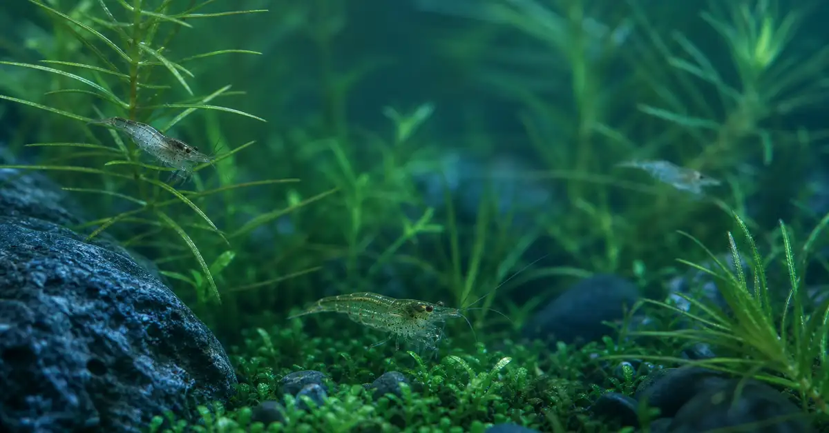 Small freshwater shrimp among plants in a nano aquarium