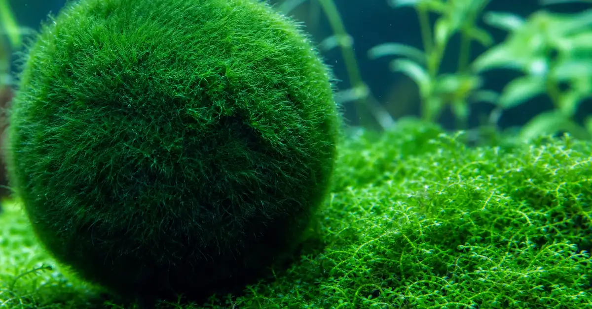 Close-up of soft green moss on driftwood in a planted betta aquarium