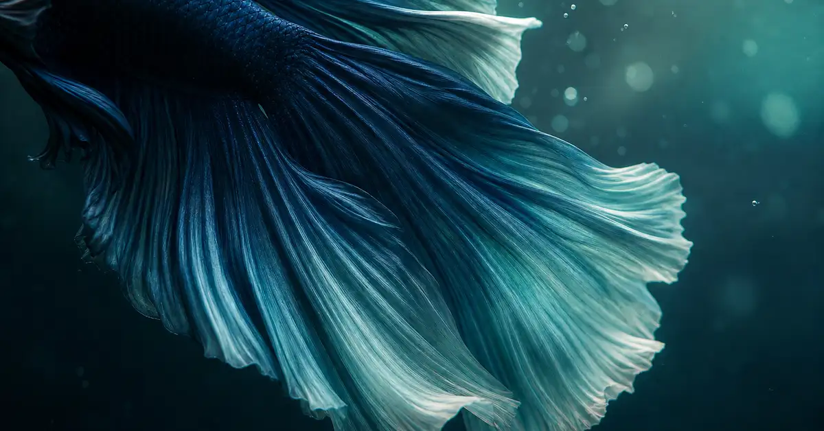 Close-up of a betta fish with long flowing fins near the water's surface