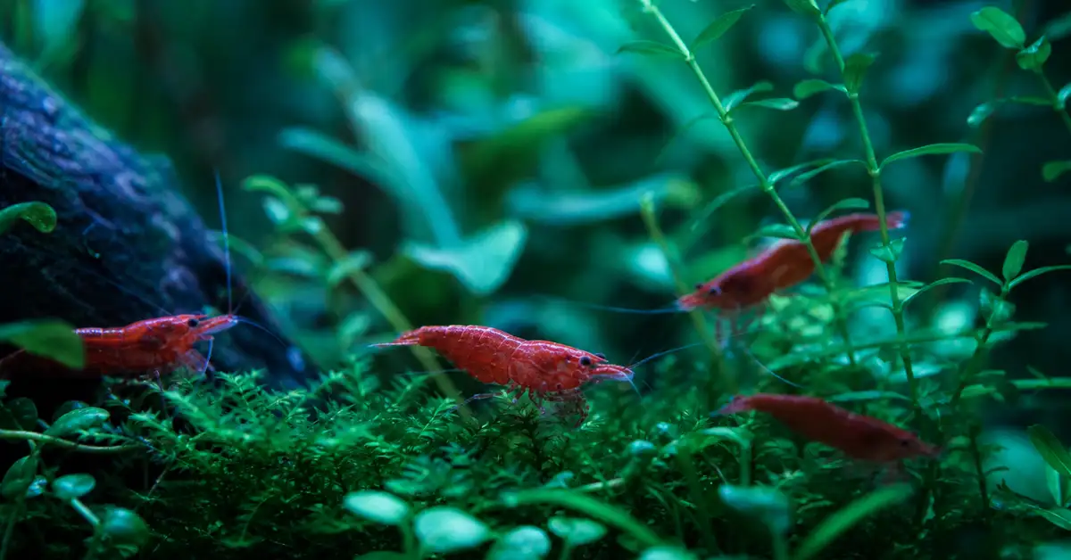 Cherry shrimp foraging among plants in a freshwater aquarium