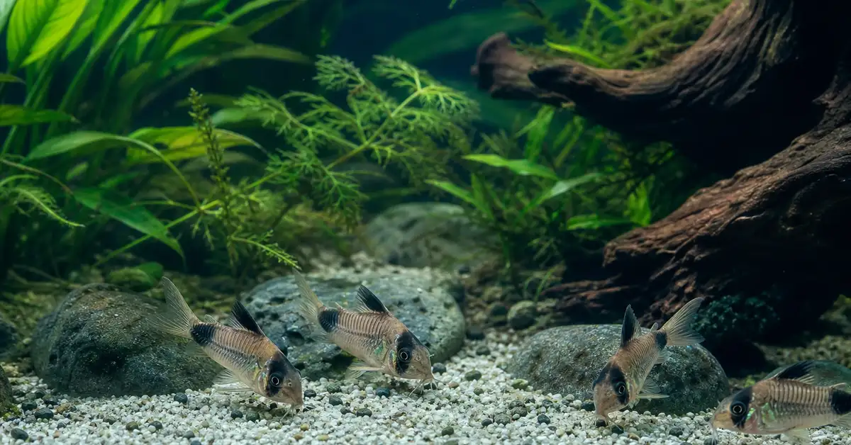 A small group of corydoras catfish foraging along the substrate