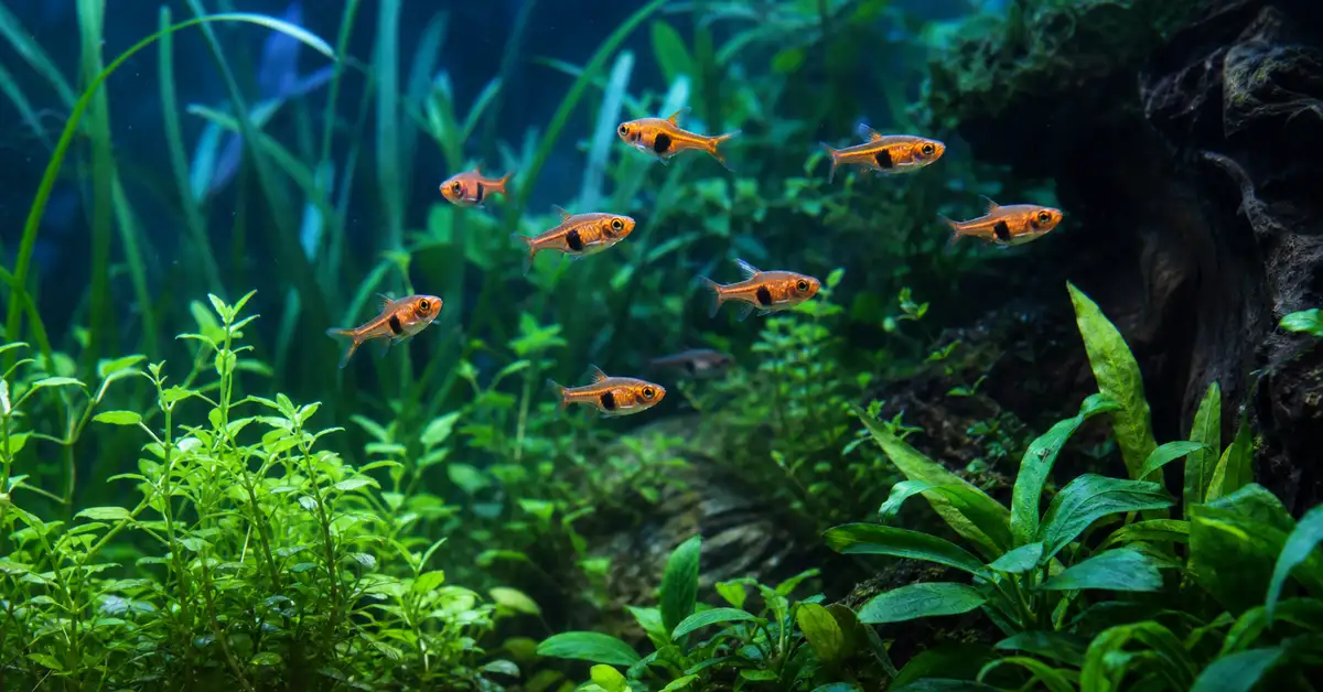 A small school of peaceful nano fish swimming together in a planted tank