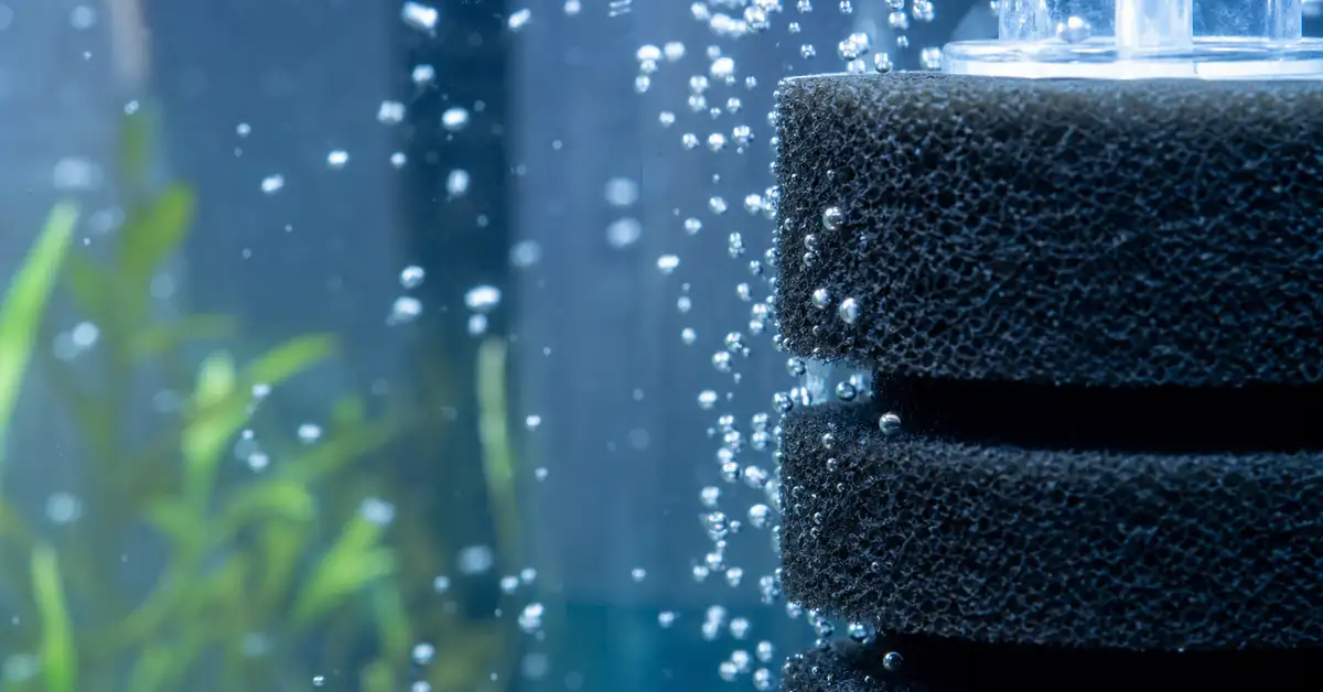 Close-up of an aquarium filter sponge with gentle bubbles, where nitrifying bacteria colonize surfaces