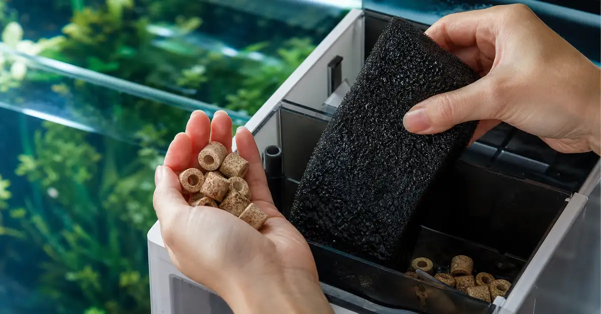 Hands transferring established filter media into a new aquarium filter to seed beneficial bacteria