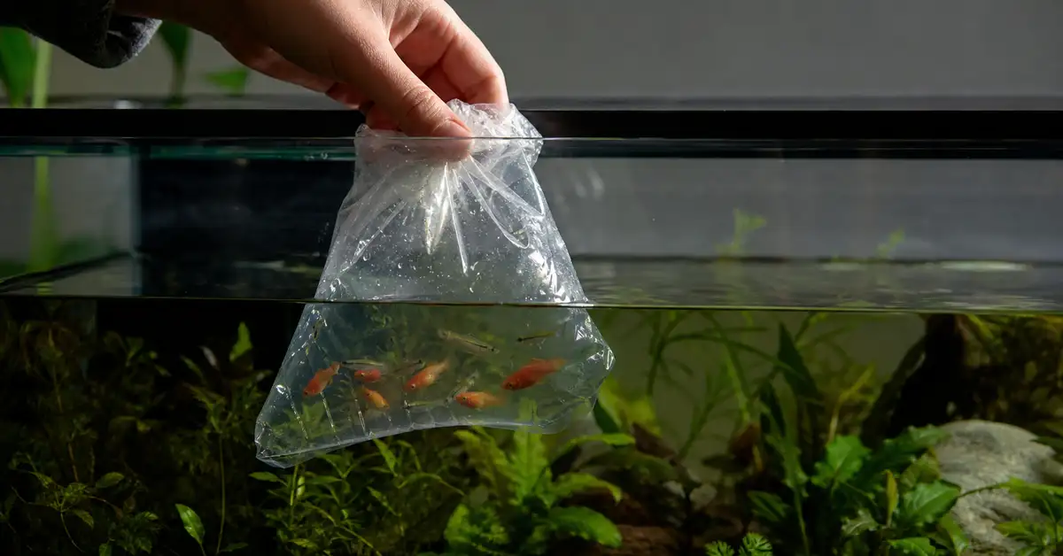 A fishkeeper acclimating a bagged new fish by floating it in the aquarium before release