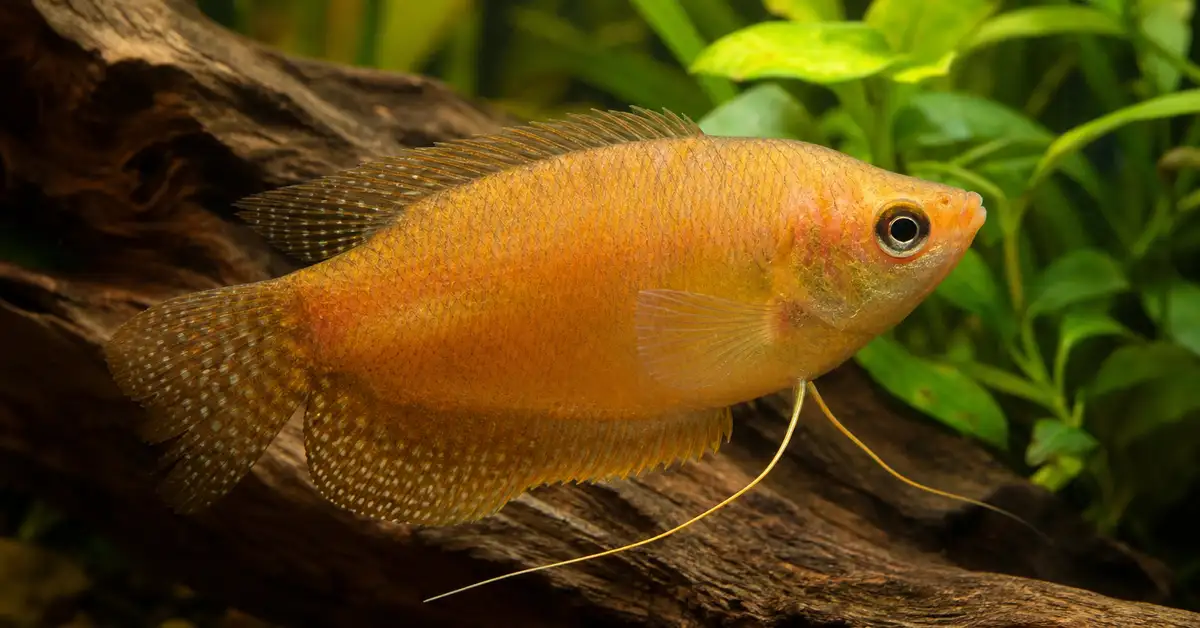 A single honey gourami resting near driftwood and live plants in a freshwater aquarium