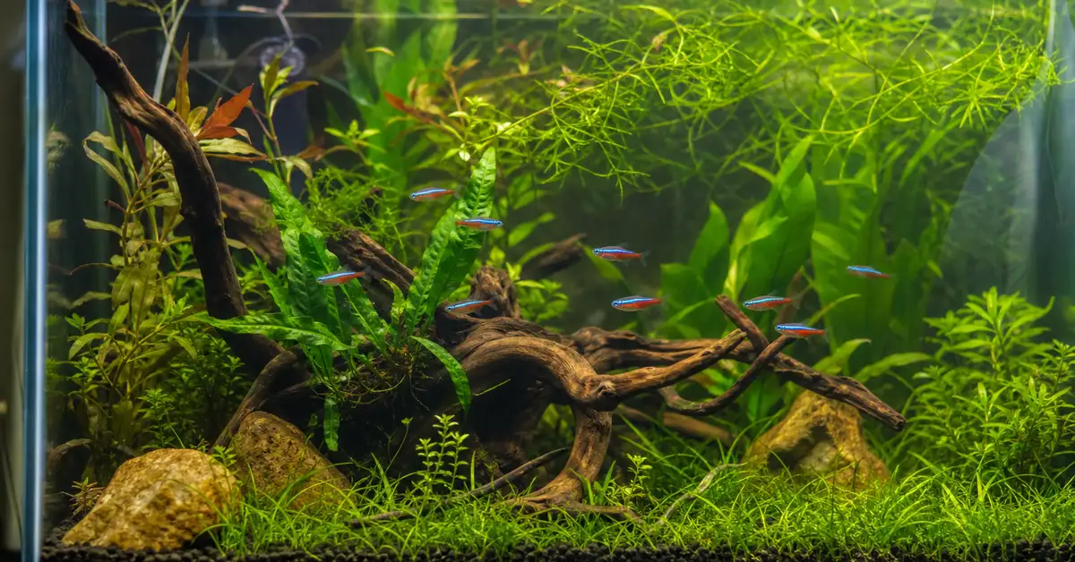 A well-planted 10-gallon freshwater aquarium with a small school of colorful nano tetras swimming near driftwood