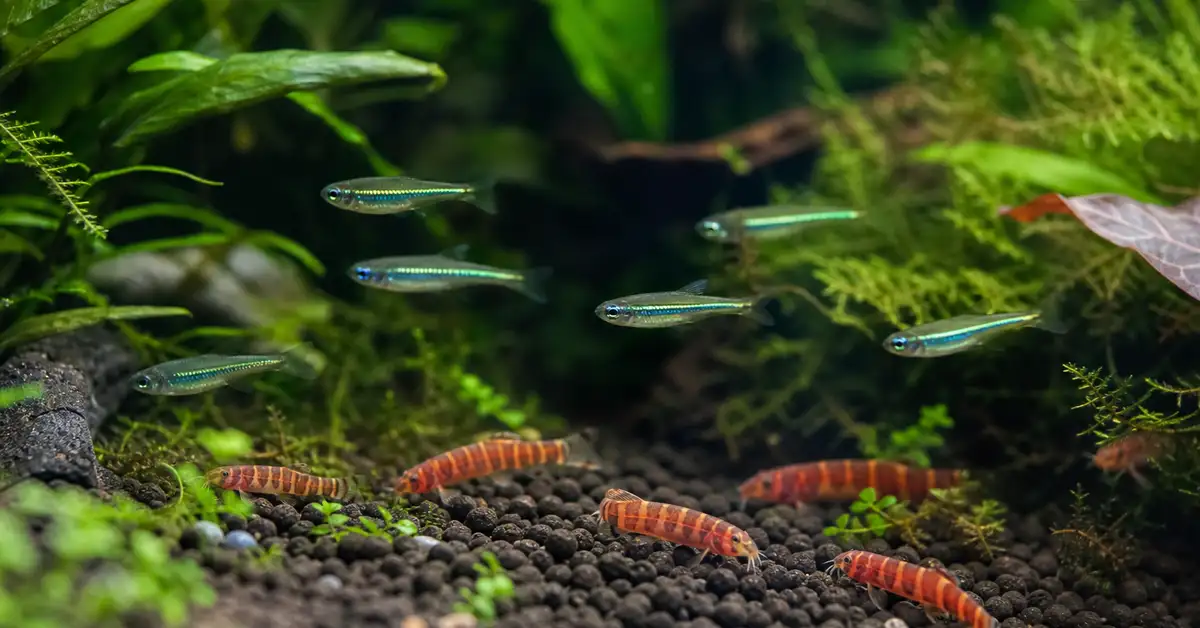 A small school of green neon tetras and rosy loaches swimming together in a heavily planted nano aquarium