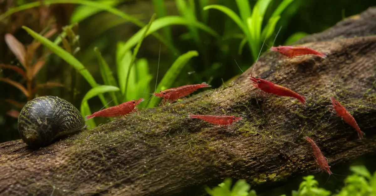 A colony of cherry shrimp and a nerite snail grazing on algae among plants in a small aquarium