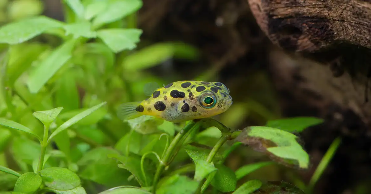 A single dwarf pea puffer fish resting among live aquarium plants in a small nano tank