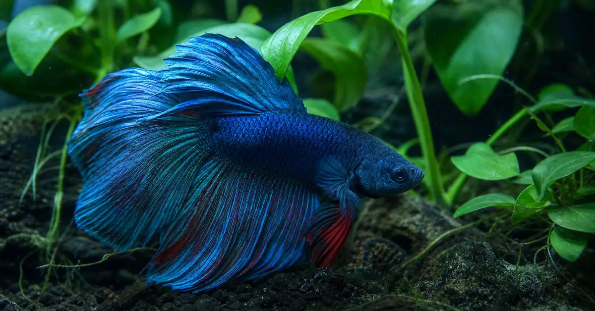 A single betta fish resting near live plants in a beginner freshwater aquarium