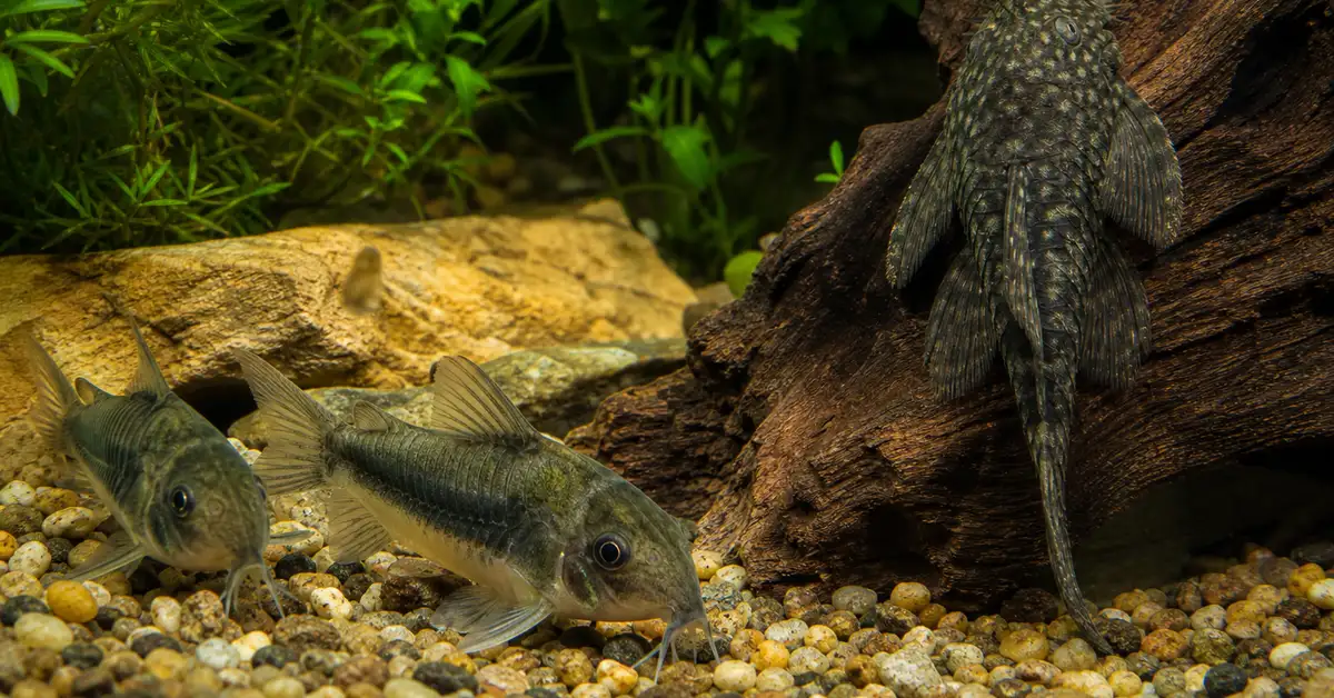 Bronze cory catfish and a bristlenose pleco foraging near the substrate in a planted beginner aquarium