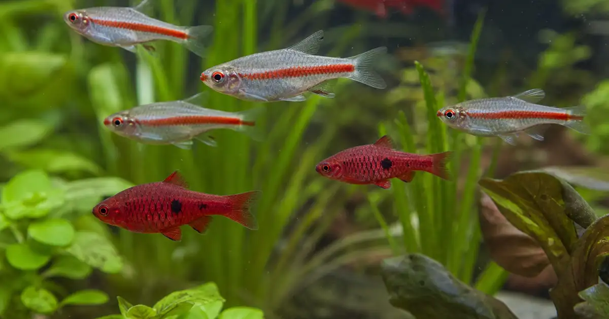 A school of hardy community fish including white cloud mountain minnows and cherry barbs in a planted tank