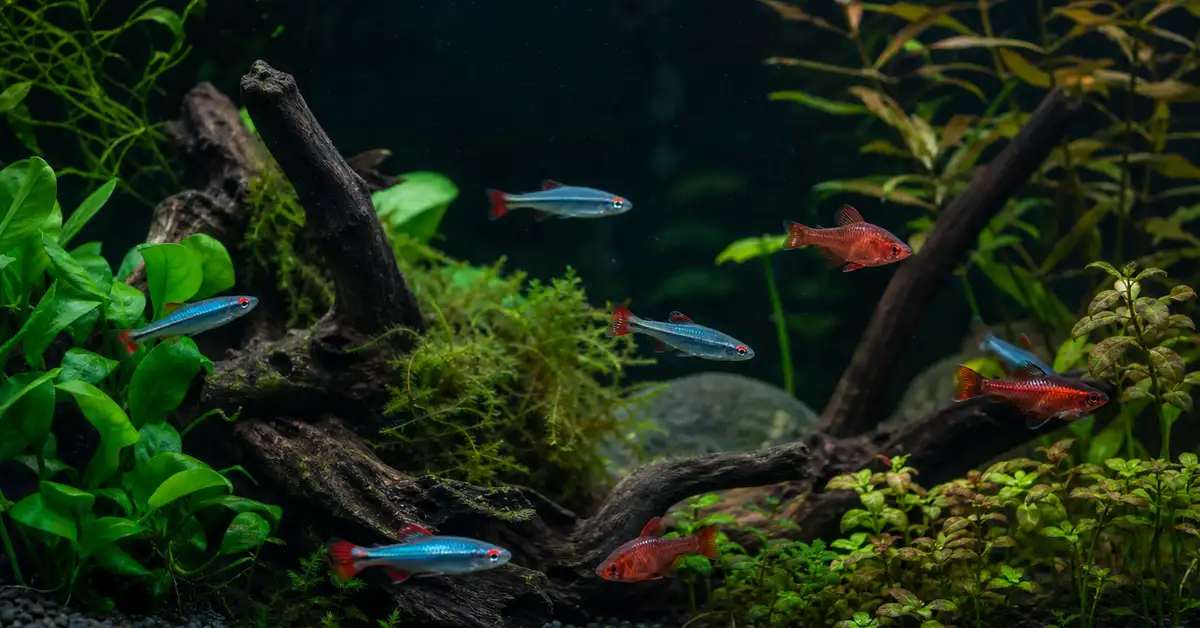 A beginner freshwater community aquarium with hardy schooling fish swimming among live plants