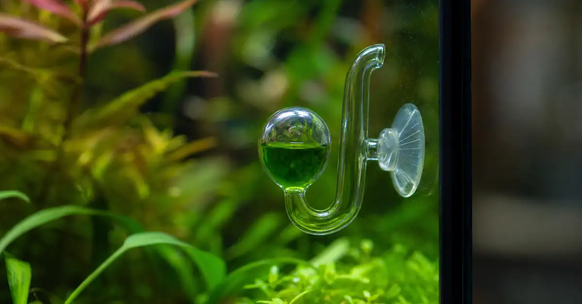 A glass CO2 drop checker with green indicator fluid suction-cupped inside a planted freshwater aquarium