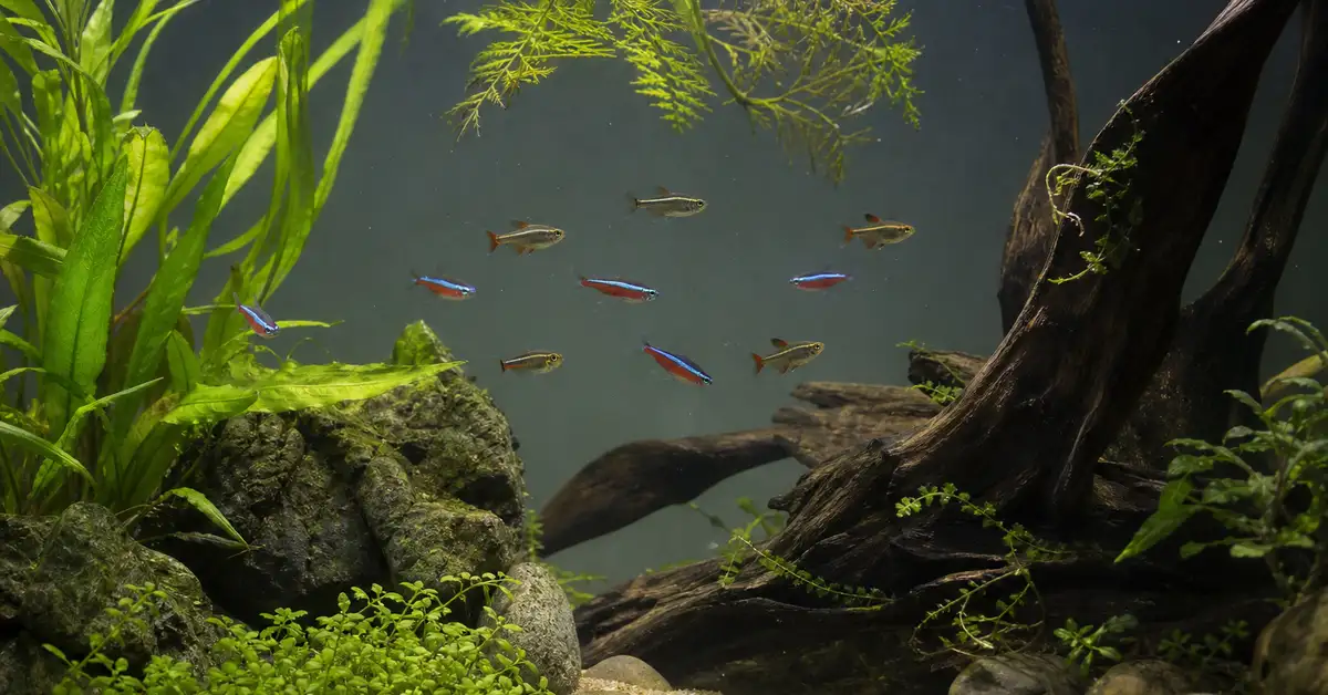 A moderately-stocked planted freshwater aquarium with a small school of nano fish, showing spacious, not-overcrowded stocking