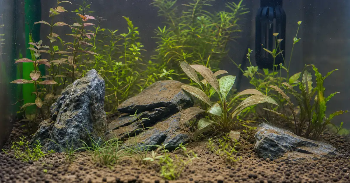 A newly planted freshwater aquarium a few weeks in, with a light brown diatom film typical of the early establishment period