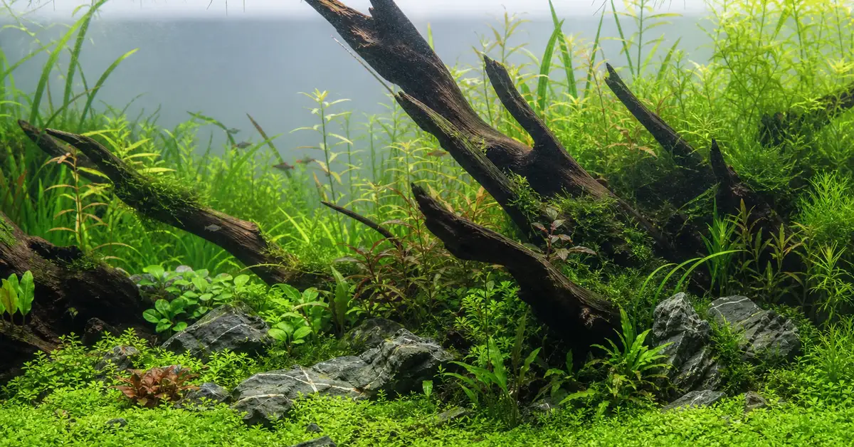 A beginner-friendly planted aquarium aquascape with layered driftwood, stone hardscape and background plants