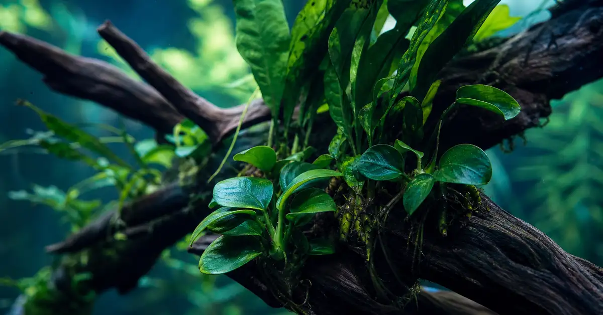 Java fern and anubias epiphyte plants attached to driftwood in a shaded low-light freshwater aquarium