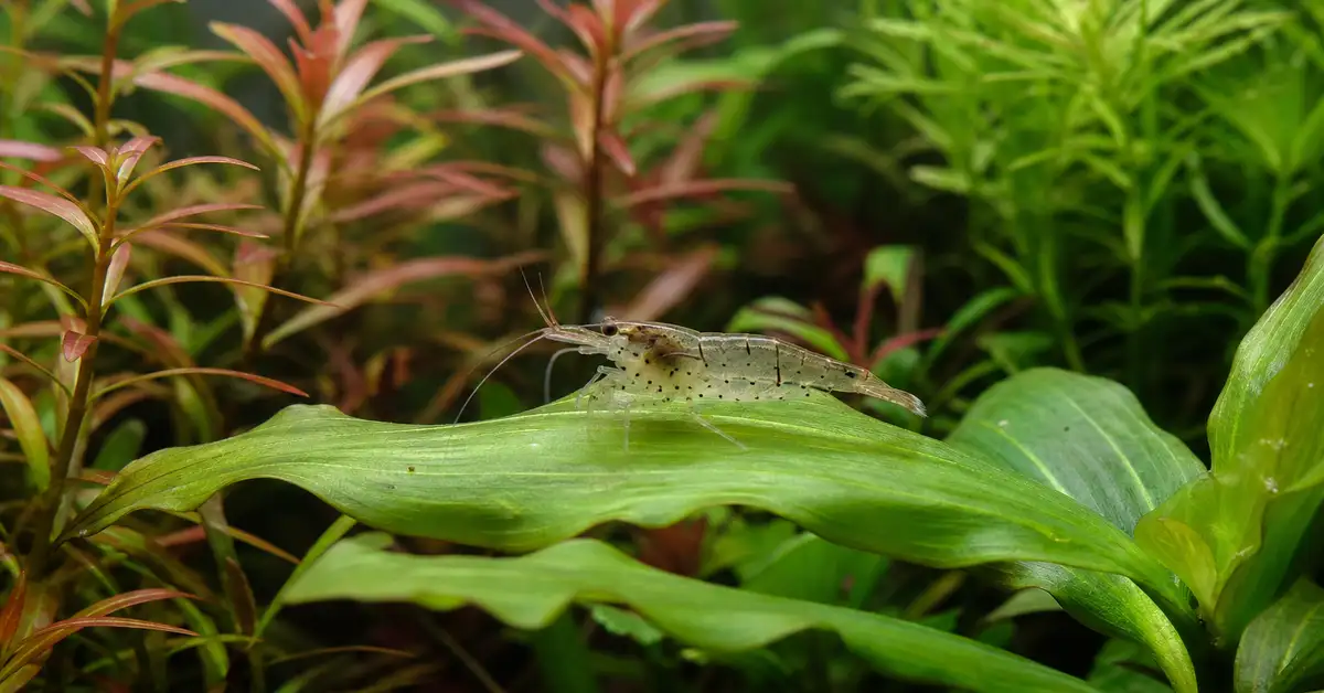 A small shrimp resting on a leaf in a planted freshwater aquarium with fine green stem plants