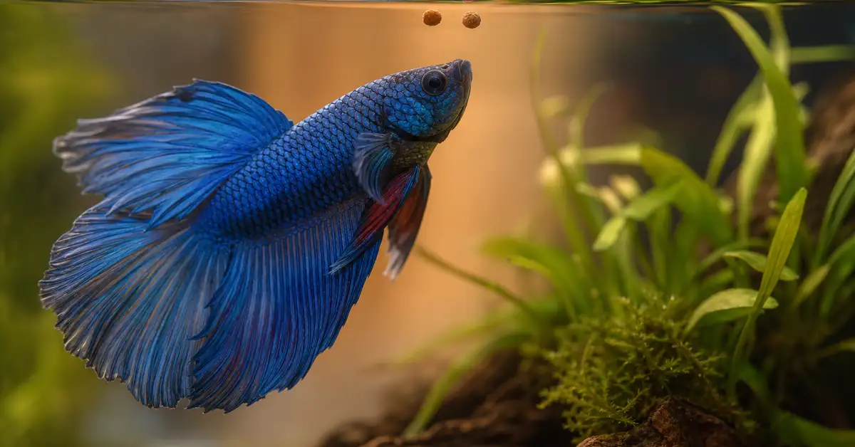 Close-up of a betta fish approaching a couple of small sinking pellets near the water surface in a planted aquarium