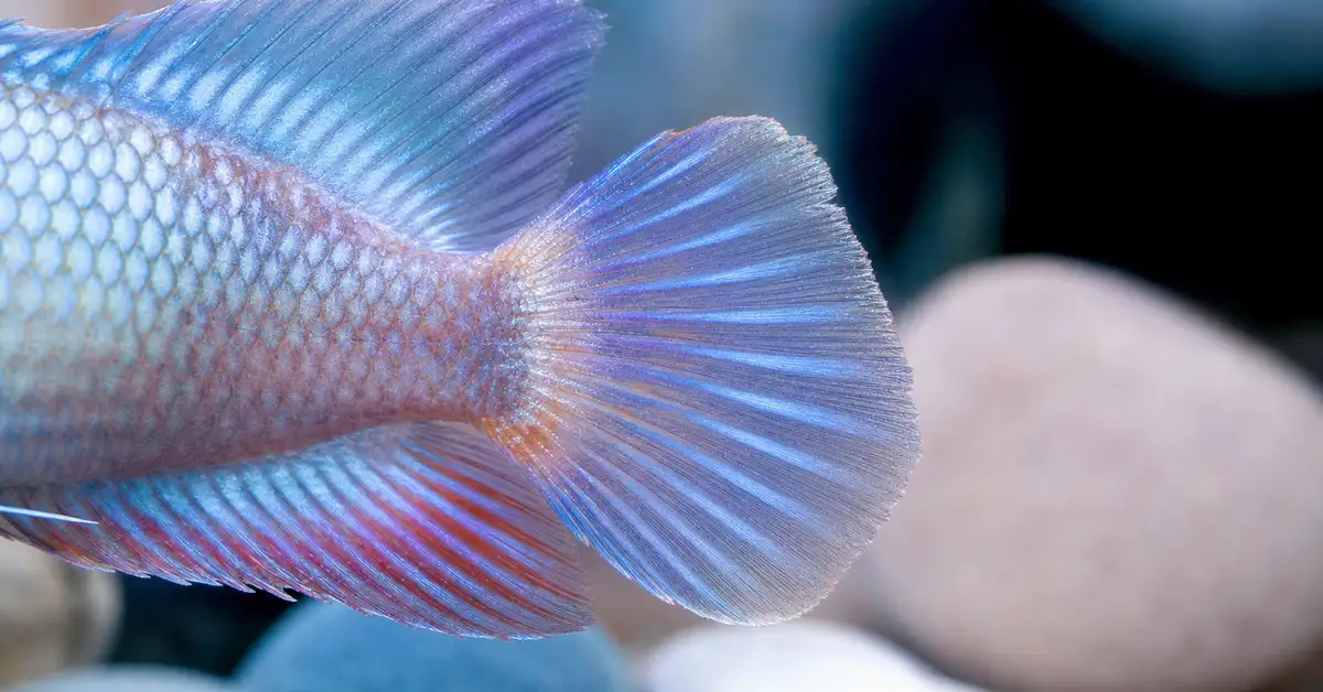 Illustrative close-up of a healthy freshwater fish fin edge near smooth aquarium decor